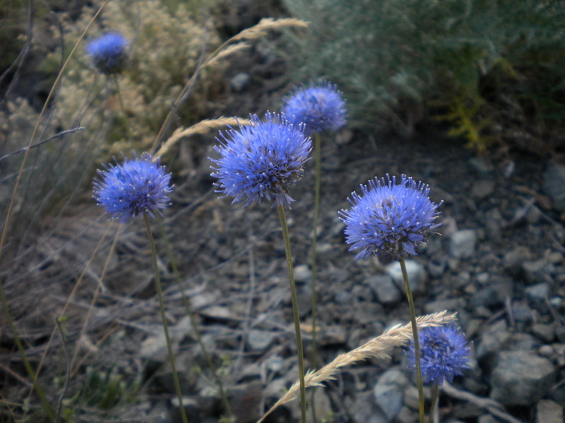 Jasione montana L. su rocce ofiolitiche