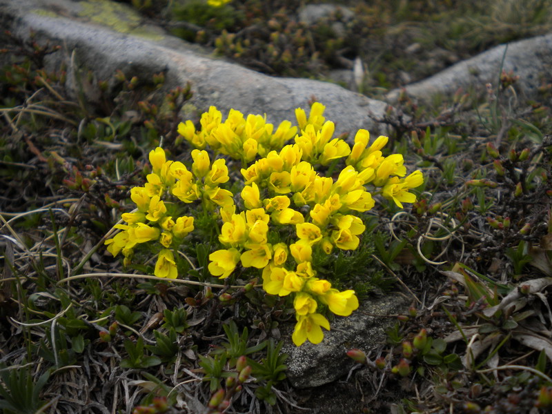 Draba aizoides