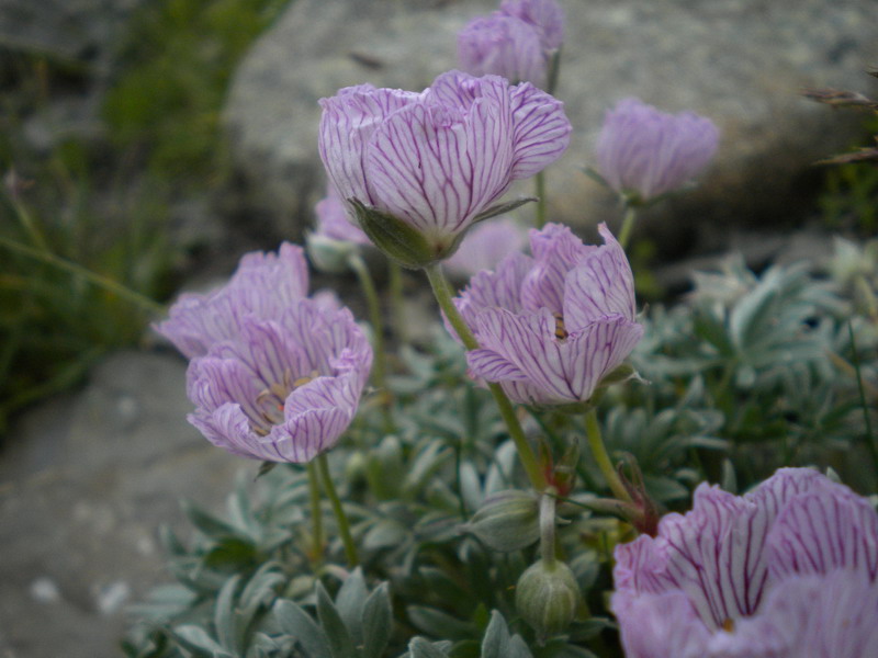 Geranium argenteum / Geranio argentino