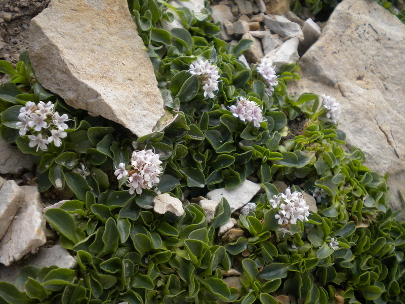 Valeriana supina / Valeriana prostrata