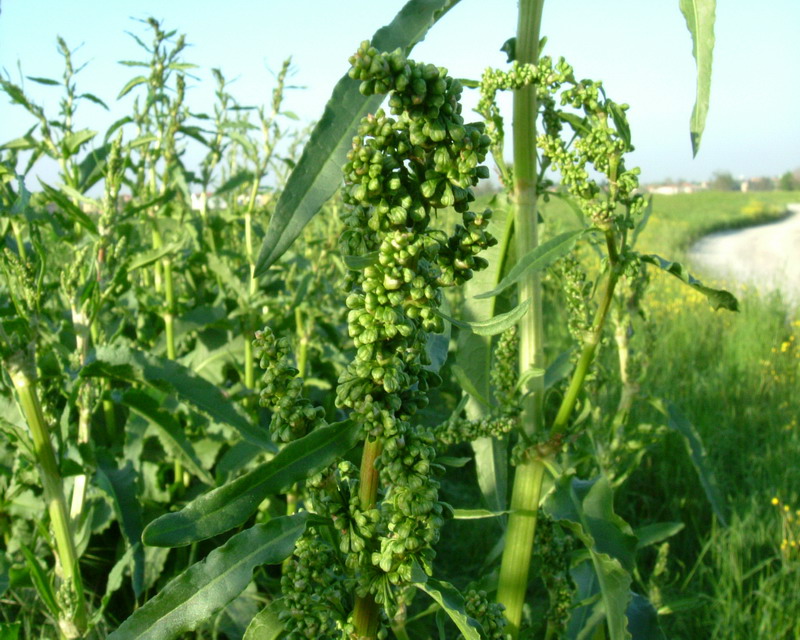Romice - Rumex crispus