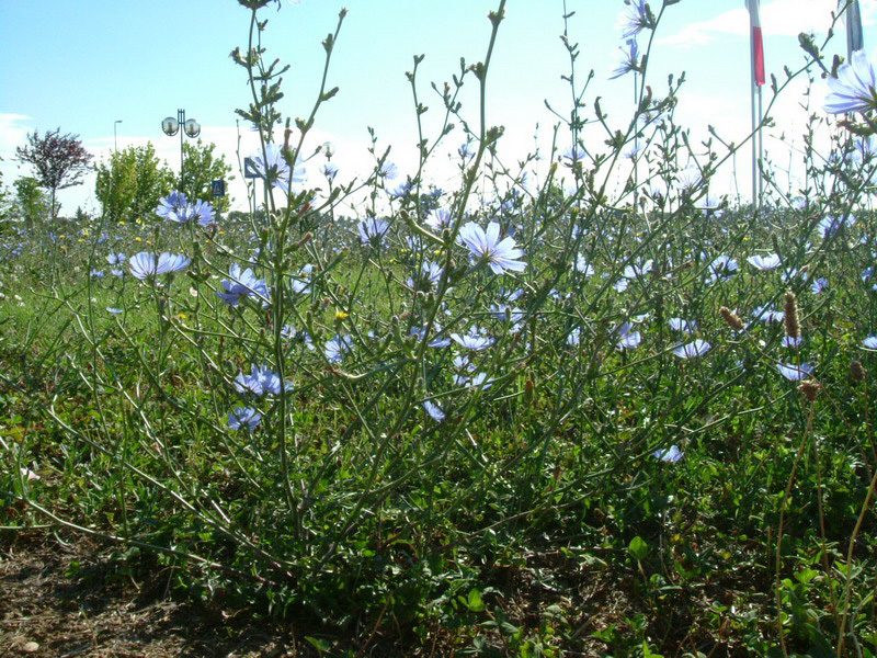 Cichorium intybus / Cicoria comune