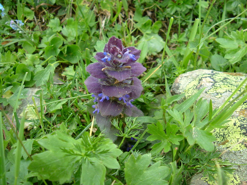 Ajuga pyramidalis