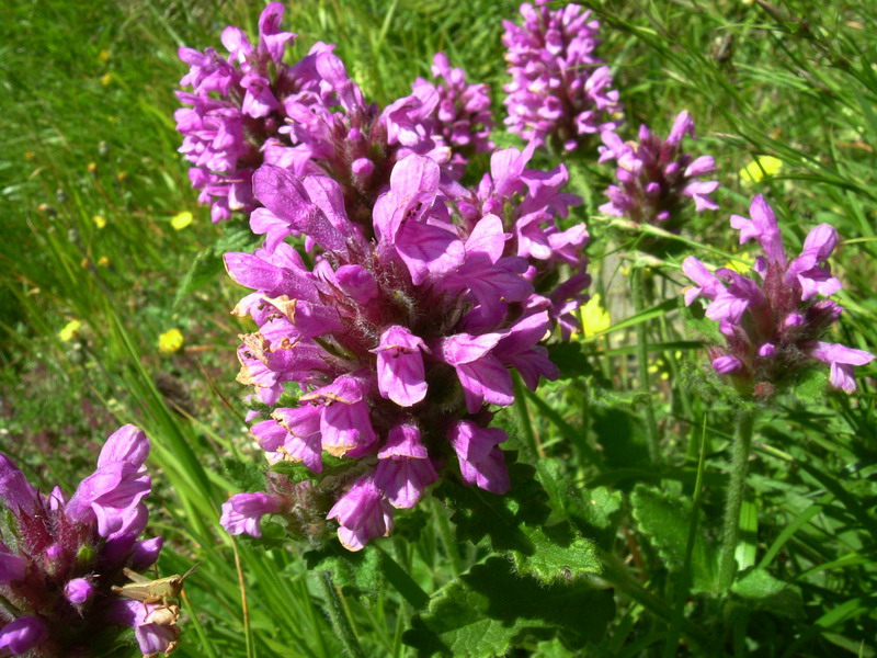 Betonica hirsuta (=Stachys pradica) / Betonica densiflora