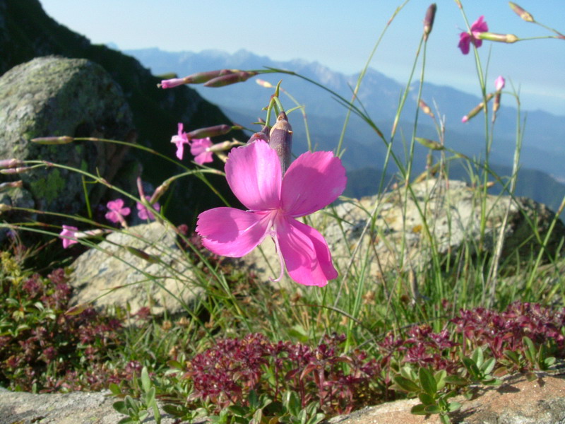 Ex parco del gigante - Dianthus sylvestris