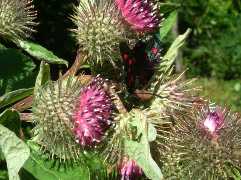 Arctium nemorosum / Bardana selvatica
