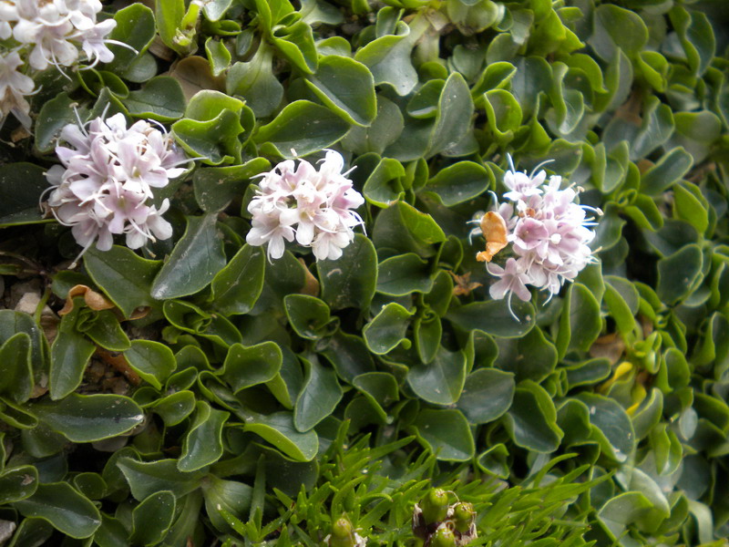 Valeriana supina / Valeriana prostrata