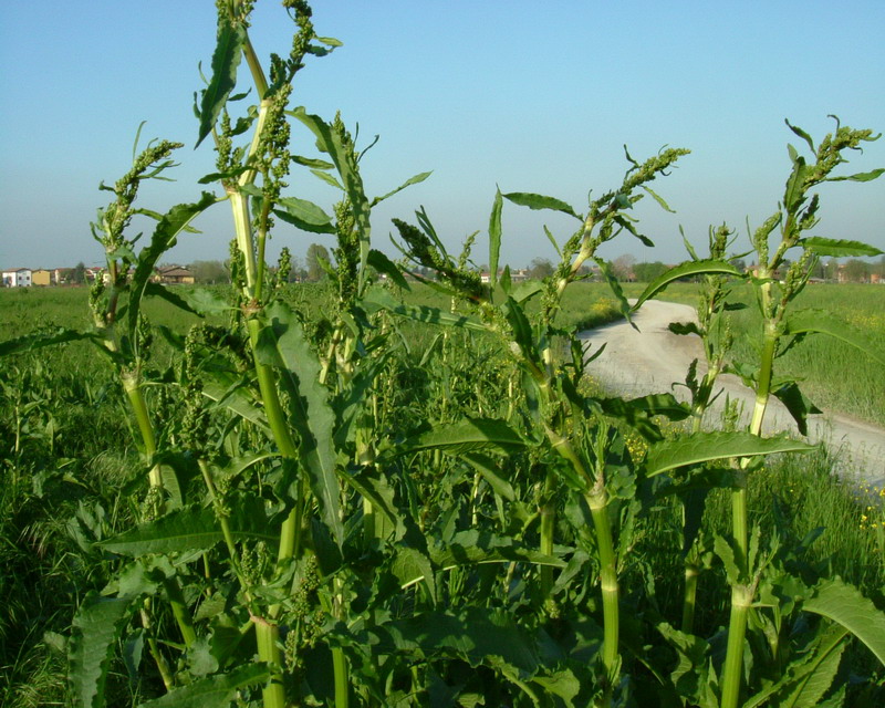 Romice - Rumex crispus