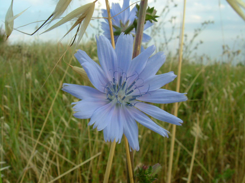 Cichorium intybus / Cicoria comune