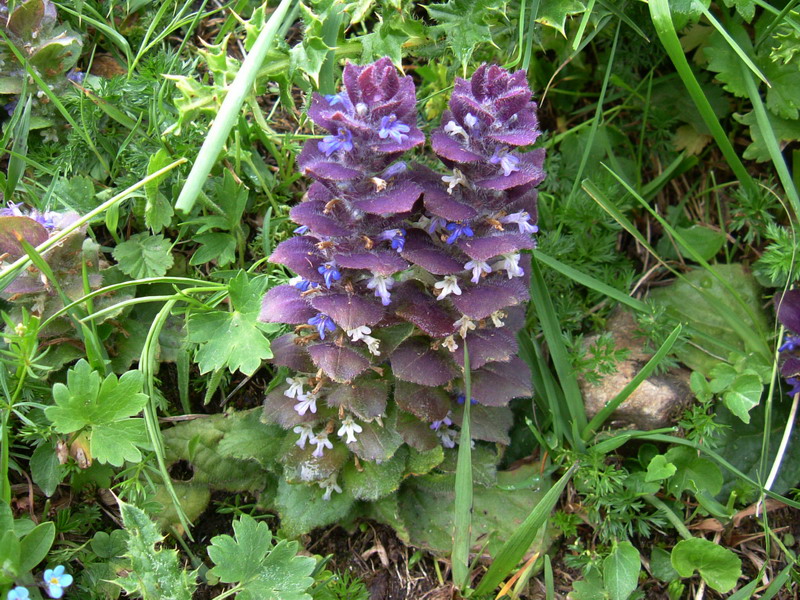 Ajuga pyramidalis