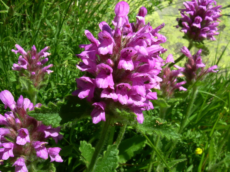 Betonica hirsuta (=Stachys pradica) / Betonica densiflora