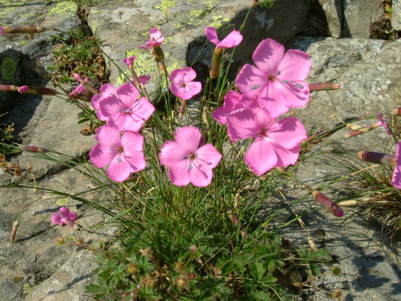 Ex parco del gigante - Dianthus sylvestris