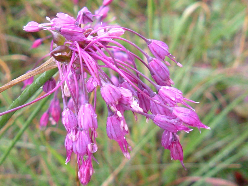 Passo Grost - Allium carinatum