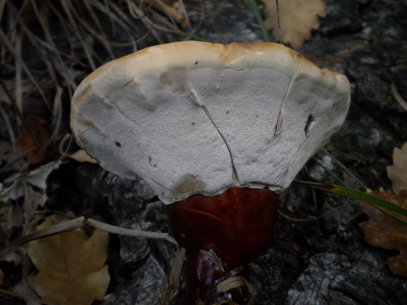 Su ceppaia (Ganoderma lucidum)
