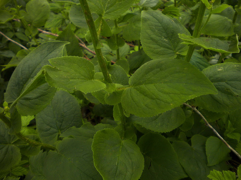 Doronicum sp.