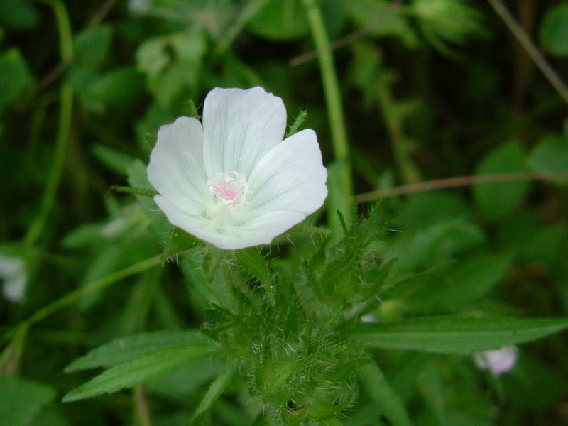 Colline di Canossa 6 - Althaea hirsuta