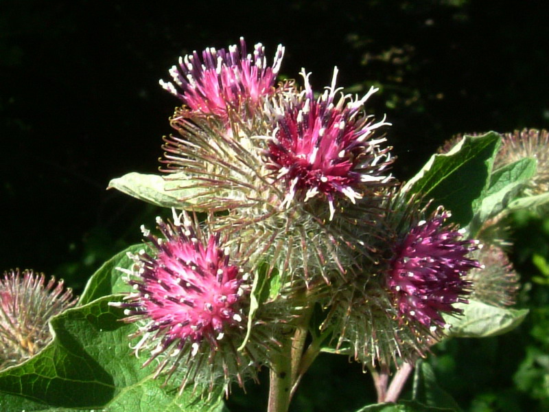 Arctium nemorosum / Bardana selvatica