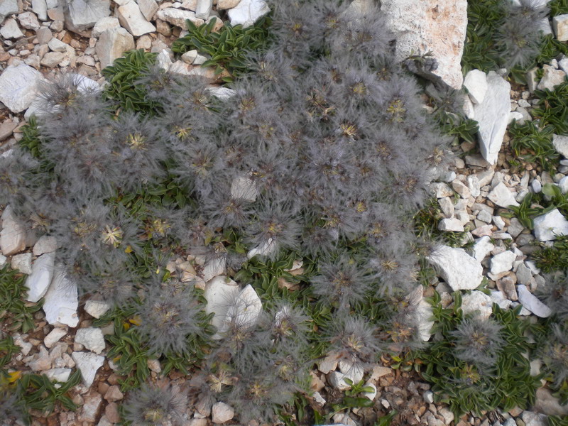 Valeriana supina / Valeriana prostrata