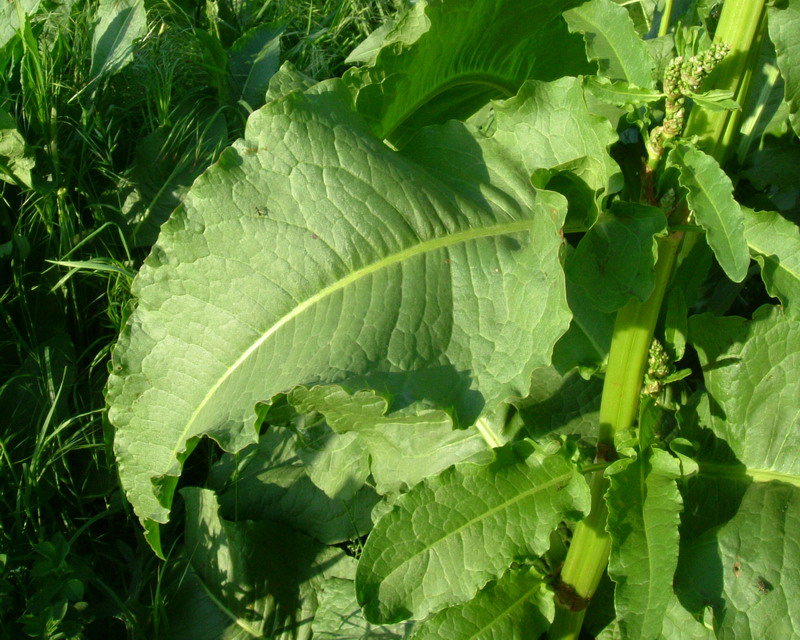 Romice - Rumex crispus