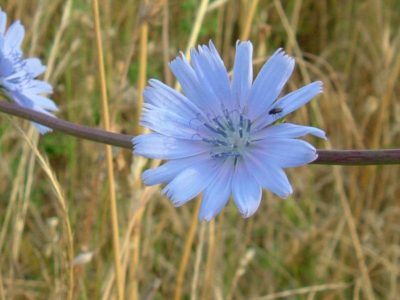 Cichorium intybus / Cicoria comune