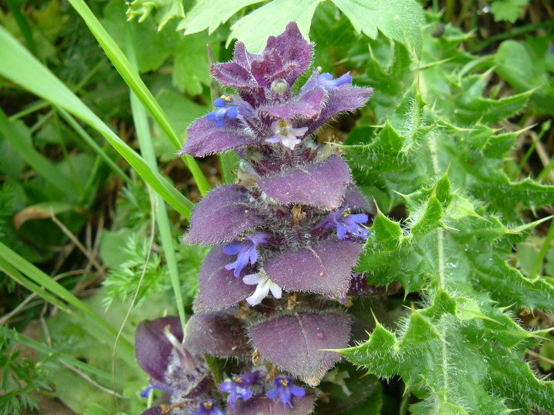 Ajuga pyramidalis