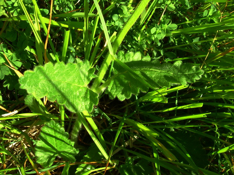 Betonica hirsuta (=Stachys pradica) / Betonica densiflora
