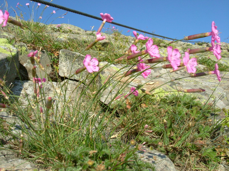 Ex parco del gigante - Dianthus sylvestris