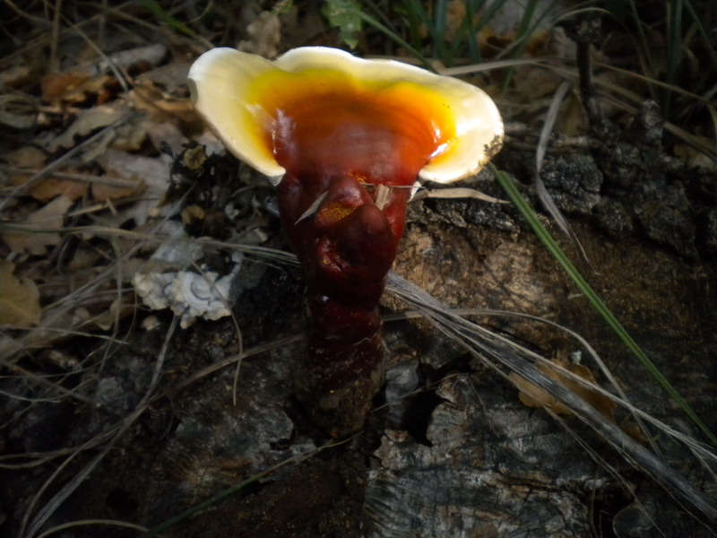 Su ceppaia (Ganoderma lucidum)