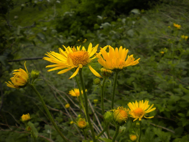 Doronicum sp.