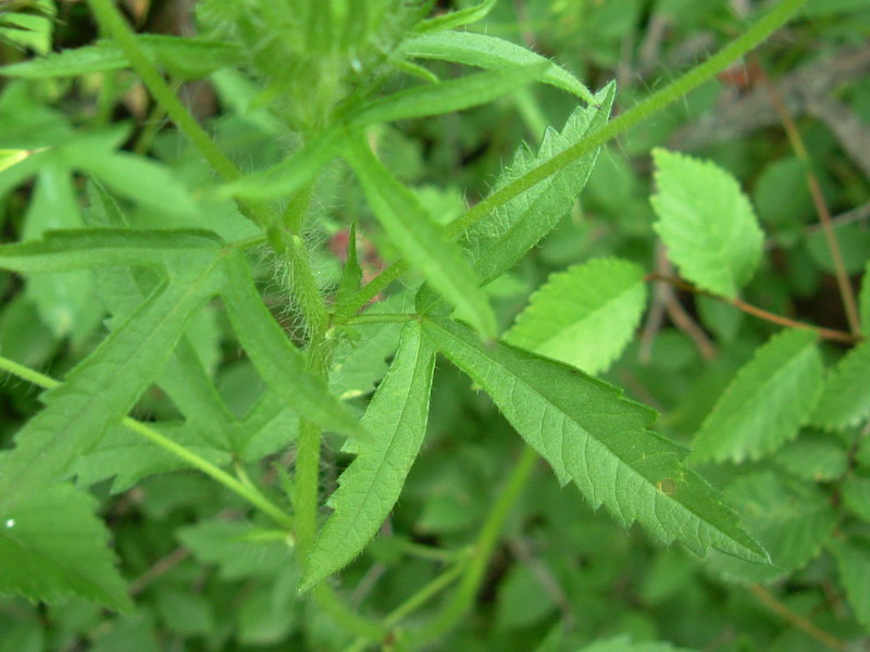Colline di Canossa 6 - Althaea hirsuta