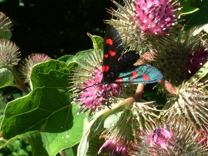 Arctium nemorosum / Bardana selvatica