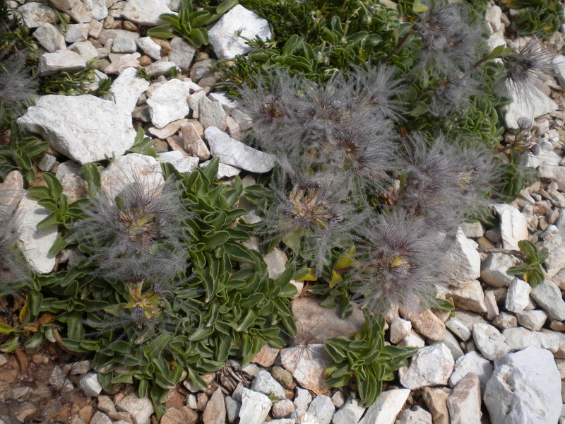 Valeriana supina / Valeriana prostrata