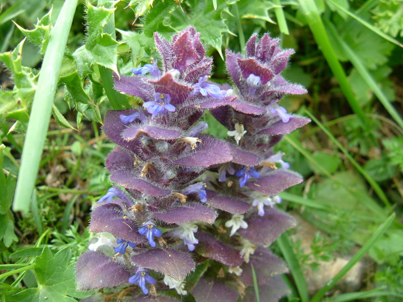 Ajuga pyramidalis