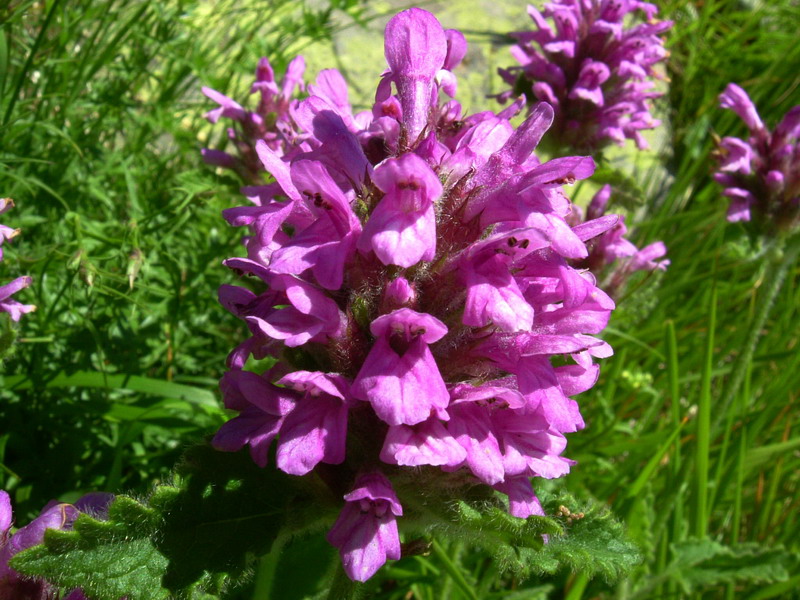 Betonica hirsuta (=Stachys pradica) / Betonica densiflora