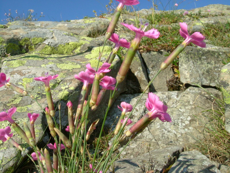 Ex parco del gigante - Dianthus sylvestris