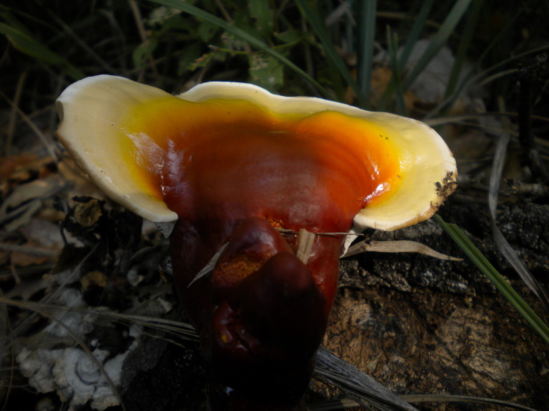 Su ceppaia (Ganoderma lucidum)