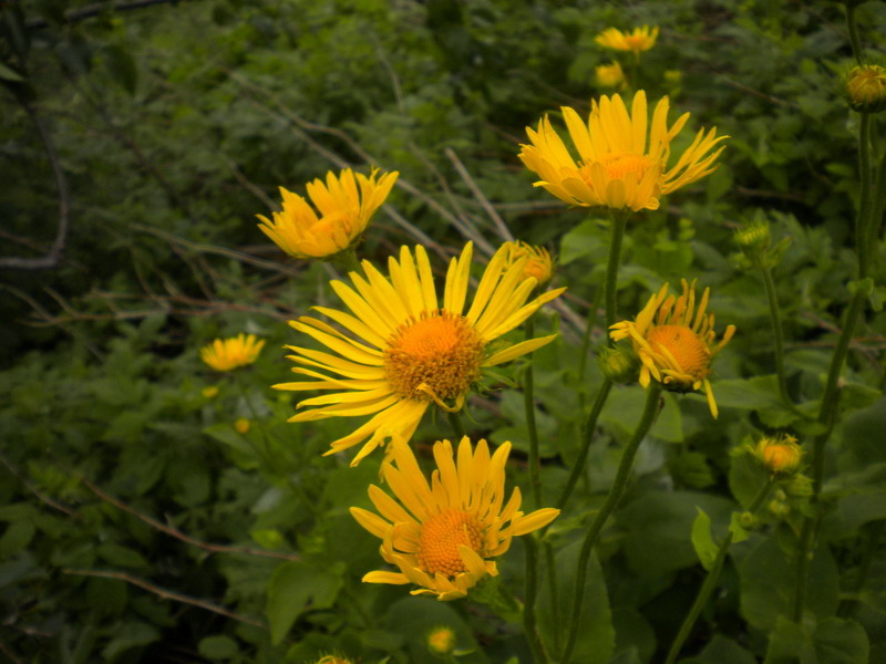 Doronicum sp.