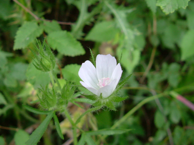 Colline di Canossa 6 - Althaea hirsuta