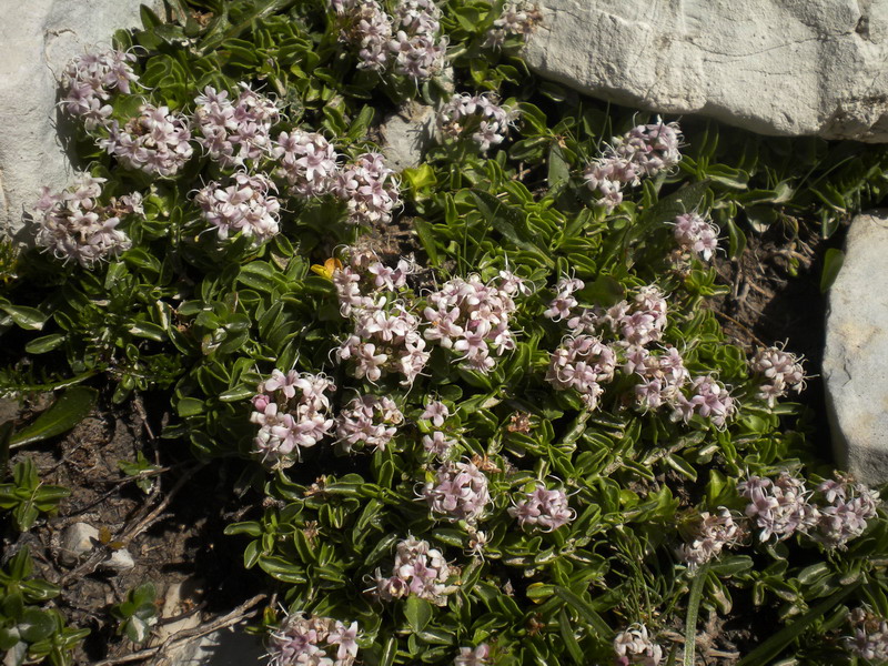 Valeriana supina / Valeriana prostrata