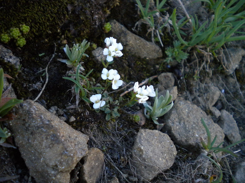 Cardamine sp.