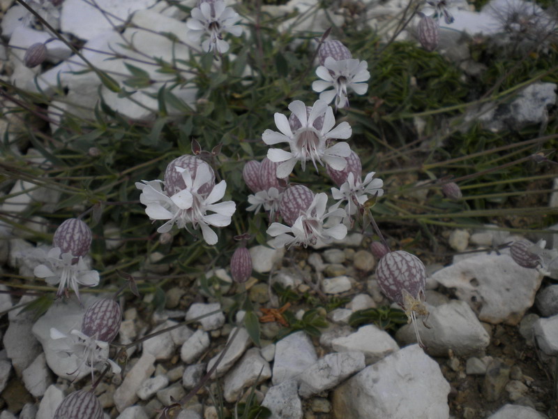 Silene vulgaris del Lagorai