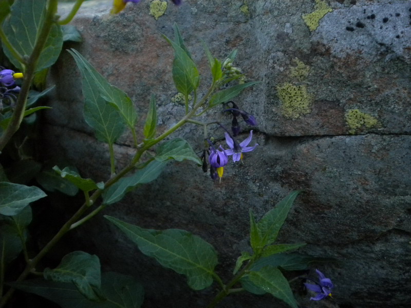 Solanum dulcamara