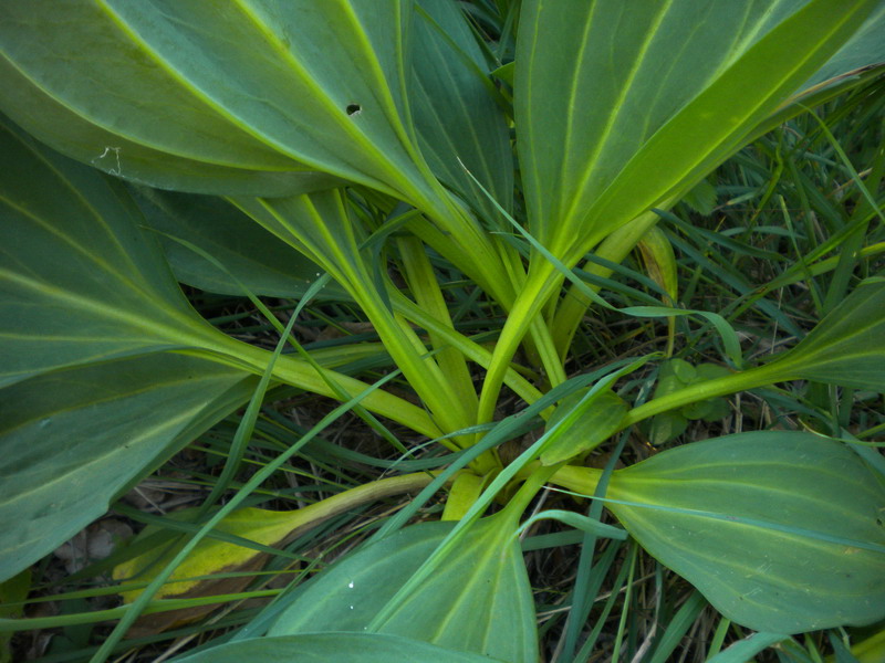 Gentiana lutea, foglie basali