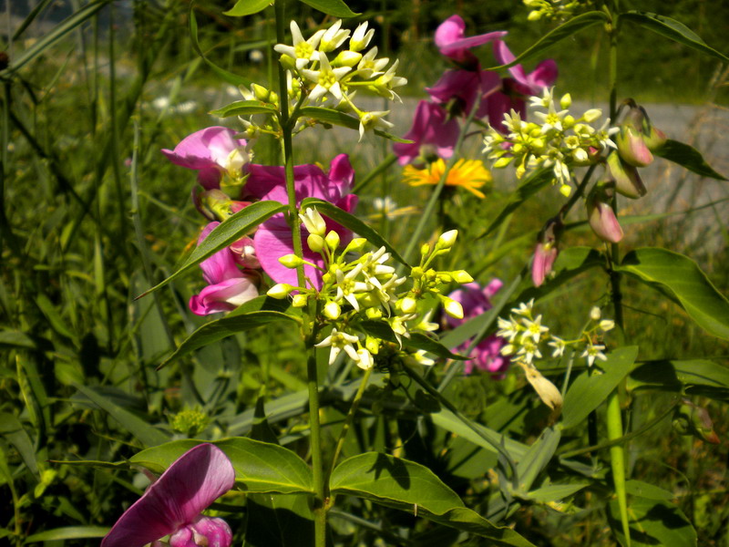 Vincetoxicum hirundinaria