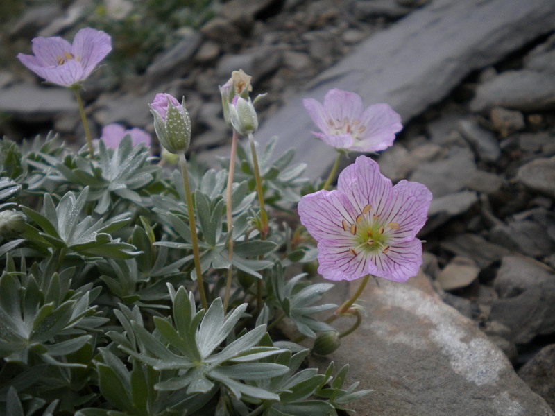 Geranium argenteum / Geranio argentino