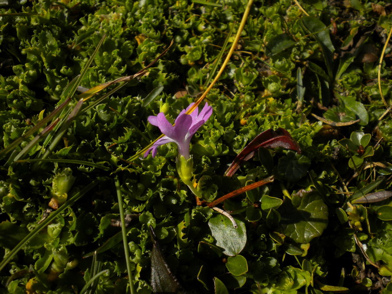 Primula minima / Primula ventaglina