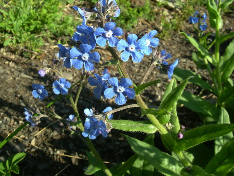 Cynoglottis barrelieri (=Anchusa barrelieri) / Buglossa di Barrelier