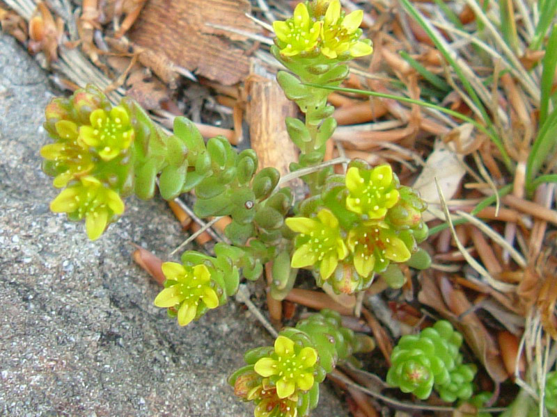 Sedum alpestre / Borracina alpestre