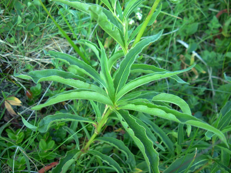 Aconogonon alpinum (=Polygonum alpinum) / Poligono alpino