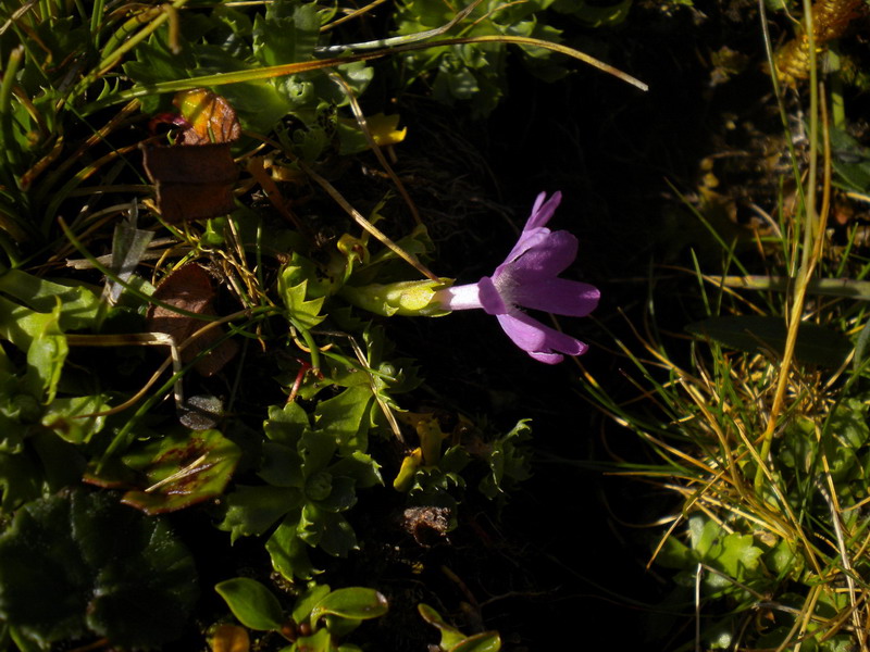 Primula minima / Primula ventaglina
